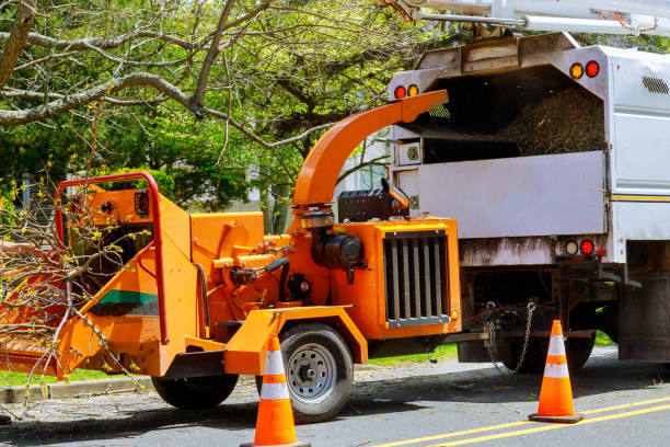 Professional  Tree Services in Moody Af, GA