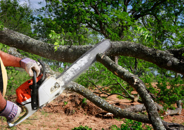 Seasonal Cleanup (Spring/Fall) in Moody Af, GA